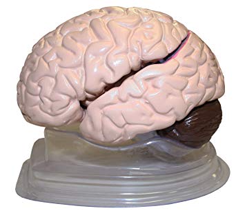 Brain Model Life Size